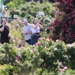 27.06.2021. Kielce. Ogród Botaniczny. Święto Róż / Wiktor Taszłow / Radio Kielce