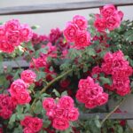 27.06.2021. Kielce. Ogród Botaniczny. Święto Róż / Wiktor Taszłow / Radio Kielce