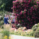 27.06.2021. Kielce. Ogród Botaniczny. Święto Róż / Wiktor Taszłow / Radio Kielce