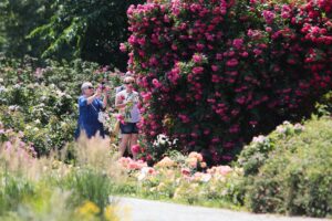 27.06.2021. Kielce. Ogród Botaniczny. Święto Róż / Wiktor Taszłow / Radio Kielce