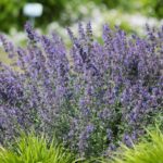 27.06.2021. Kielce. Ogród Botaniczny. Święto Róż / Wiktor Taszłow / Radio Kielce