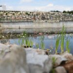 27.06.2021. Kielce. Ogród Botaniczny. Święto Róż / Wiktor Taszłow / Radio Kielce