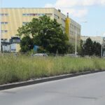 08.06.2021. Kielce. Wysokie trawy przy kieleckich ulicach / Wiktor Taszłow / Radio Kielce