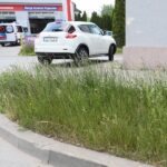 08.06.2021. Kielce. Wysokie trawy przy kieleckich ulicach / Wiktor Taszłow / Radio Kielce