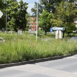 08.06.2021. Kielce. Wysokie trawy przy kieleckich ulicach / Wiktor Taszłow / Radio Kielce