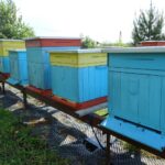 13.06.2021. Ćmielów. Pasieka "Barć" / Emilia Sitarska / Radio Kielce