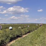 27.06.2021. Modliborzyce. Dzień otwarty na polu jagody kamczackiej / Emilia Sitarska / Radio Kielce