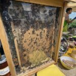 27.06.2021. Modliborzyce. Dzień otwarty na polu jagody kamczackiej / Emilia Sitarska / Radio Kielce