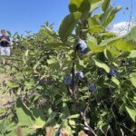 27.06.2021. Modliborzyce. Dzień otwarty na polu jagody kamczackiej / Emilia Sitarska / Radio Kielce