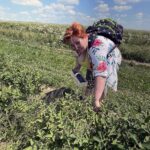 27.06.2021. Modliborzyce. Dzień otwarty na polu jagody kamczackiej / Emilia Sitarska / Radio Kielce