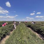 27.06.2021. Modliborzyce. Dzień otwarty na polu jagody kamczackiej / Emilia Sitarska / Radio Kielce