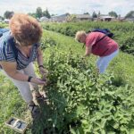 27.06.2021. Modliborzyce. Dzień otwarty na polu jagody kamczackiej / Emilia Sitarska / Radio Kielce