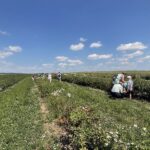 27.06.2021. Modliborzyce. Dzień otwarty na polu jagody kamczackiej / Emilia Sitarska / Radio Kielce