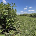 27.06.2021. Modliborzyce. Dzień otwarty na polu jagody kamczackiej / Emilia Sitarska / Radio Kielce