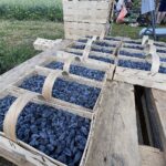 27.06.2021. Modliborzyce. Dzień otwarty na polu jagody kamczackiej / Emilia Sitarska / Radio Kielce