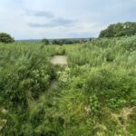 17.06.2021. Olszownica. Efekty pracy bobrów / Emilia Sitarska / Radio Kielce