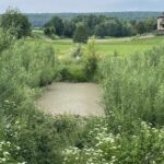 17.06.2021. Olszownica. Efekty pracy bobrów / Emilia Sitarska / Radio Kielce