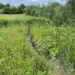 17.06.2021. Olszownica. Efekty pracy bobrów / Emilia Sitarska / Radio Kielce