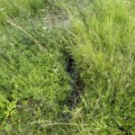 17.06.2021. Olszownica. Efekty pracy bobrów / Emilia Sitarska / Radio Kielce