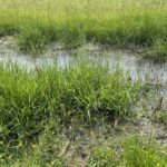 17.06.2021. Olszownica. Efekty pracy bobrów / Emilia Sitarska / Radio Kielce