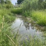 17.06.2021. Olszownica. Efekty pracy bobrów / Emilia Sitarska / Radio Kielce