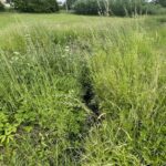 17.06.2021. Olszownica. Efekty pracy bobrów / Emilia Sitarska / Radio Kielce