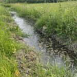 17.06.2021. Olszownica. Efekty pracy bobrów / Emilia Sitarska / Radio Kielce