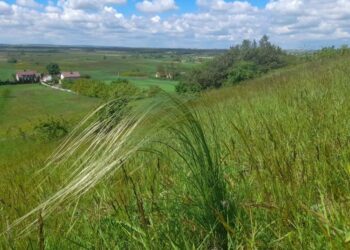 Ostnica Jana / Zespół Świętokrzyskich i Nadnidziańskich Parków Krajobrazowych