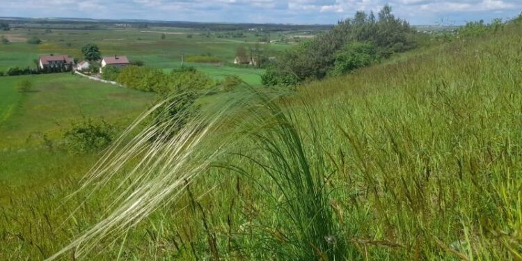 Ostnica Jana / Zespół Świętokrzyskich i Nadnidziańskich Parków Krajobrazowych