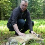 Na zdjęciu: wilk „Scyzor” i prof. Roman Gula z Polskiej Akademii Nauk / Roman Gula