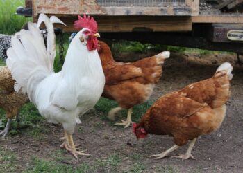 kury, kura, ferma, drób, drobiu, ptasia grypa / Pixabay