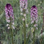 12.06.2021. Storczyki na Ponidziu - storczyk drobnokwiatowy / Dariusz Wiech