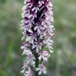 12.06.2021. Storczyki na Ponidziu - storczyk drobnokwiatowy / Dariusz Wiech