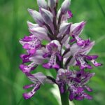 12.06.2021. Storczyki na Ponidziu - storczyk kukawka / Dariusz Wiech