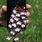 12.06.2021. Storczyki na Ponidziu - storczyk purpurowy / Dariusz Wiech