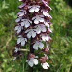 12.06.2021. Storczyki na Ponidziu - storczyk purpurowy / Dariusz Wiech