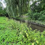 01.07.2021. Kielce. Zarośnięta dolina Silnicy / Wiktor Taszłow / Radio Kielce