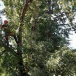 08.07.2021. Arborysta Maciej Kołodziejczyk w pracy / archiwum Macieja Kołodziejczyka