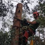 08.07.2021. Arborysta Maciej Kołodziejczyk w pracy / archiwum Macieja Kołodziejczyka