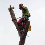 08.07.2021. Arborysta Maciej Kołodziejczyk w pracy / archiwum Macieja Kołodziejczyka