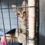 26.07.2021. Schronisko dla Bezdomnych Zwierząt w Dyminach / Wiktor Taszłow / Radio Kielce