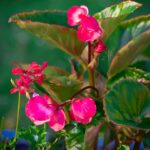 17.07.2021. Końskie. Nasadzenia kwiatów / Aleksandra Wilk