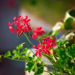 17.07.2021. Końskie. Nasadzenia kwiatów / Aleksandra Wilk