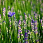 17.07.2021. Końskie. Nasadzenia kwiatów / Aleksandra Wilk