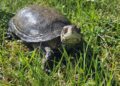 Żółw błotny powrócił na Ponidzie