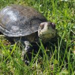 Żółw błotny powrócił na Ponidzie
