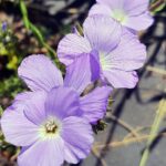 Len włochaty / Zespół Świętokrzyskich i Nadnidziańskich Parków Krajobrazowych