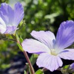 Len włochaty / Zespół Świętokrzyskich i Nadnidziańskich Parków Krajobrazowych