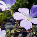 Len włochaty / Zespół Świętokrzyskich i Nadnidziańskich Parków Krajobrazowych