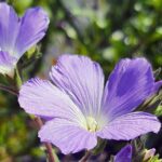 Len włochaty / Zespół Świętokrzyskich i Nadnidziańskich Parków Krajobrazowych